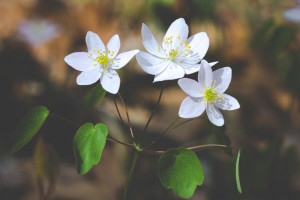 three flowers cropped