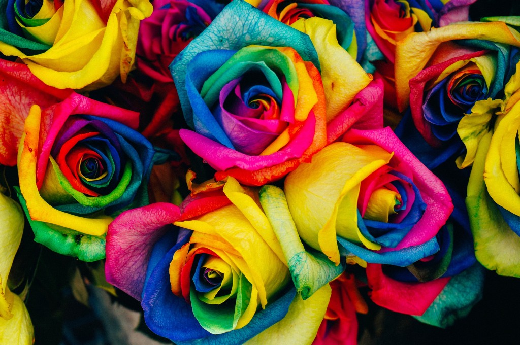 rainbowroses