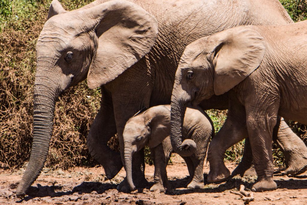 a family of elephants